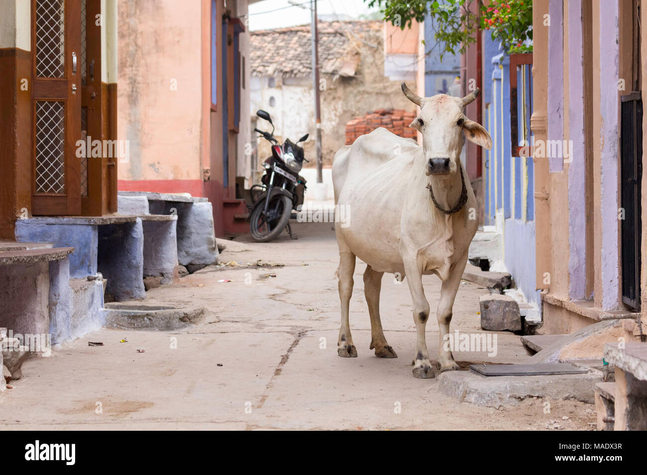 Vaca blanca y una moto en la calle de atrás de Shahpura, Rajasthan, India,  con coloridas casas de color pastel Fotografía de stock - Alamy