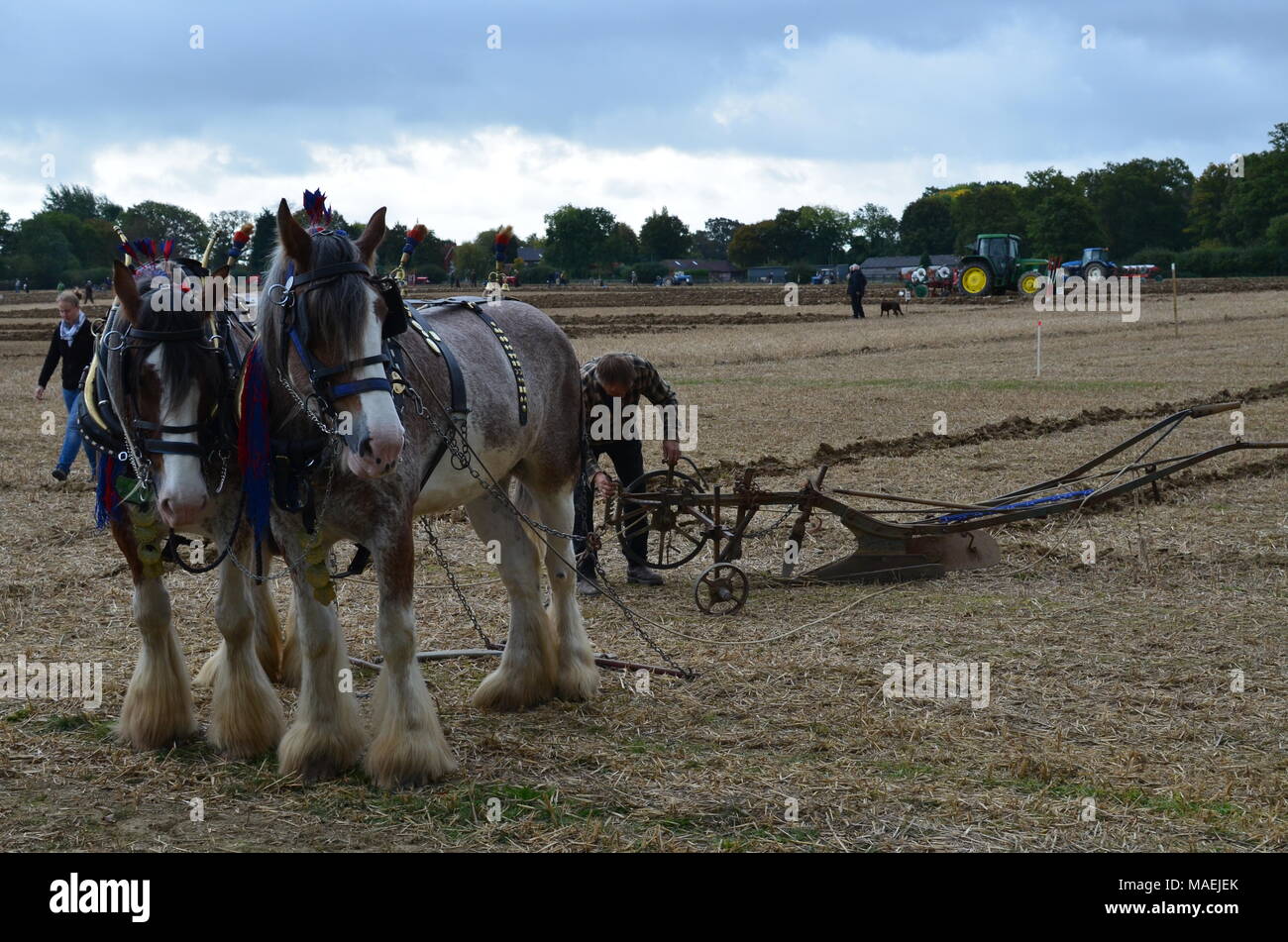 Shire Horse arando team. Foto de stock