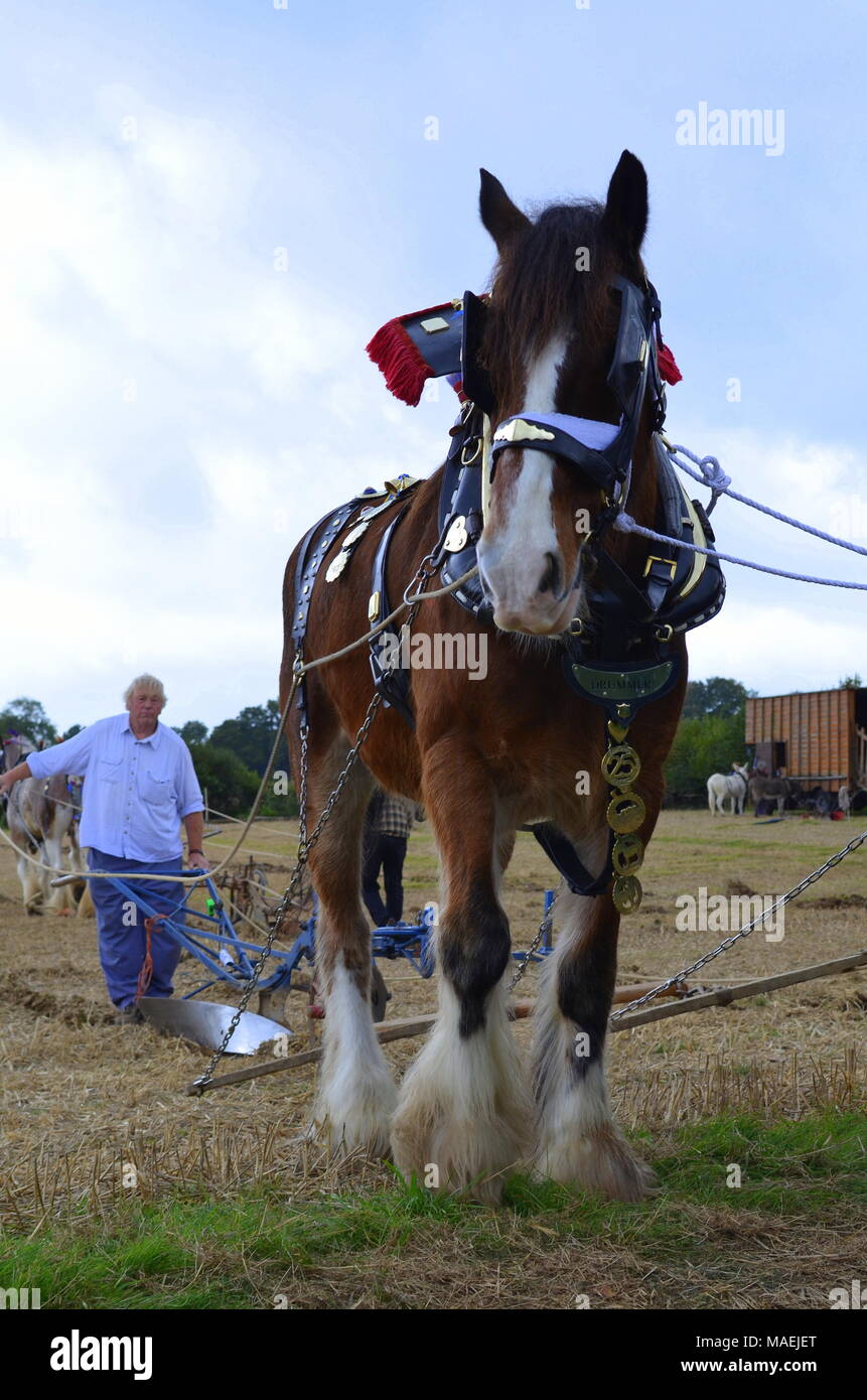 Shire Horse arando team. Foto de stock