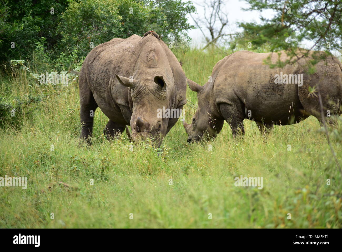Los rinocerontes. Animales Amenazadas e debido a los nuevos depredadores: los seres humanos Foto de stock