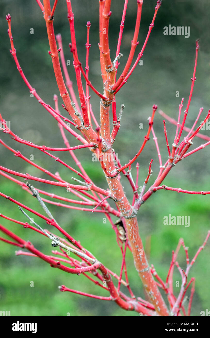 Acer palmatum Corallinum, rojo ramitas deshojado en invierno Foto de stock