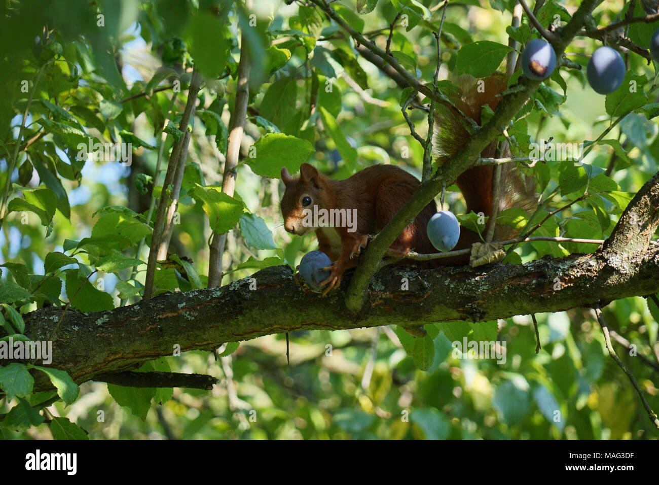 Eurasia ardilla roja (Sciurus vulgaris), sentado en un árbol, comiendo Quetches Quetch, un jardín en Frankfurt, Hesse, Alemania Foto de stock