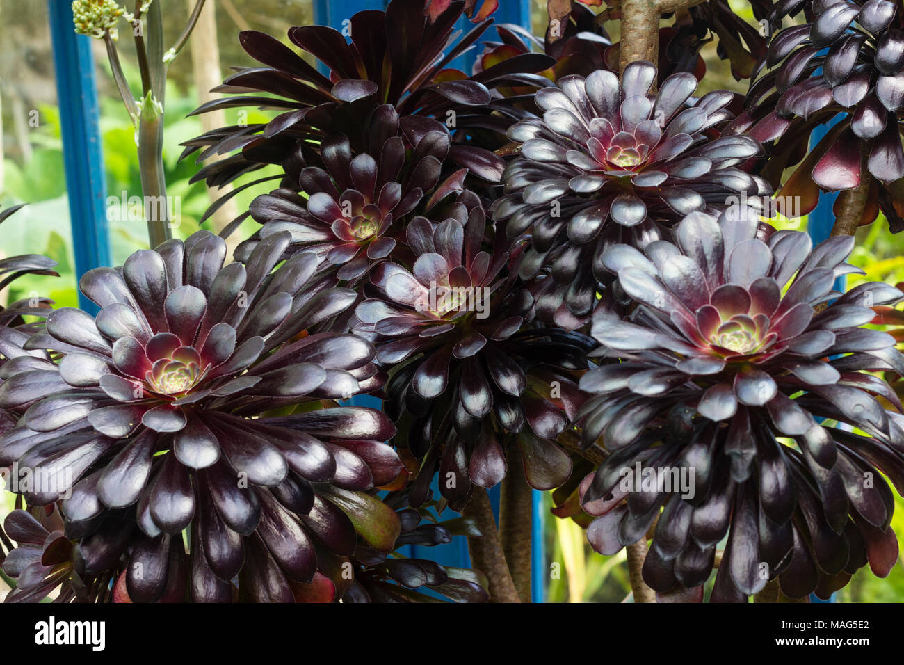 Rosetas negro carnosa de la forma seleccionada del árbol aeonium, Aeonium arboreum 'Schwarzkopf' Foto de stock