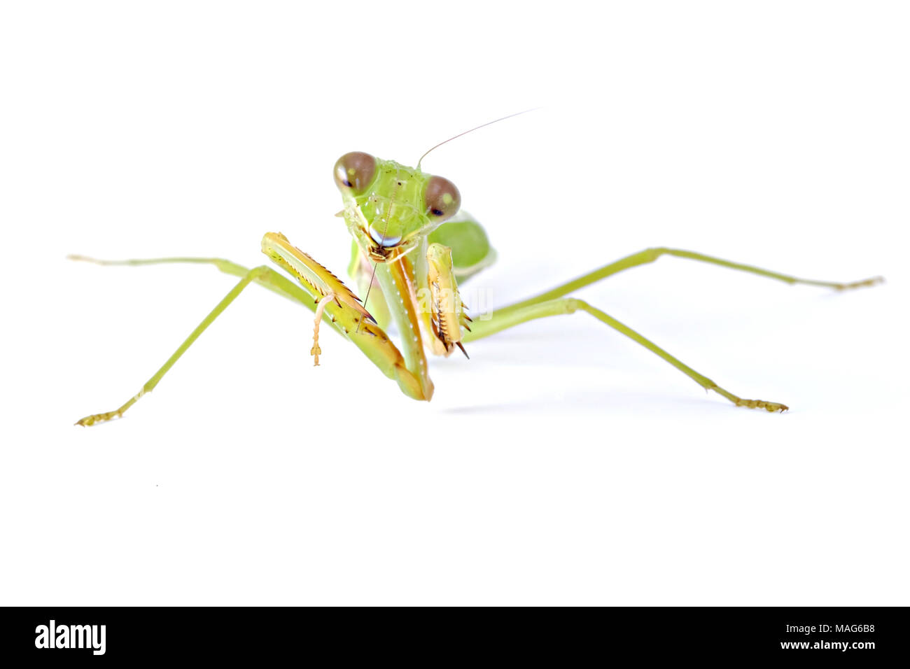 Europeo femenino o Mantis mantis religiosa - Vista frontal comportamientos animal aislado sobre fondo blanco. Foto de stock