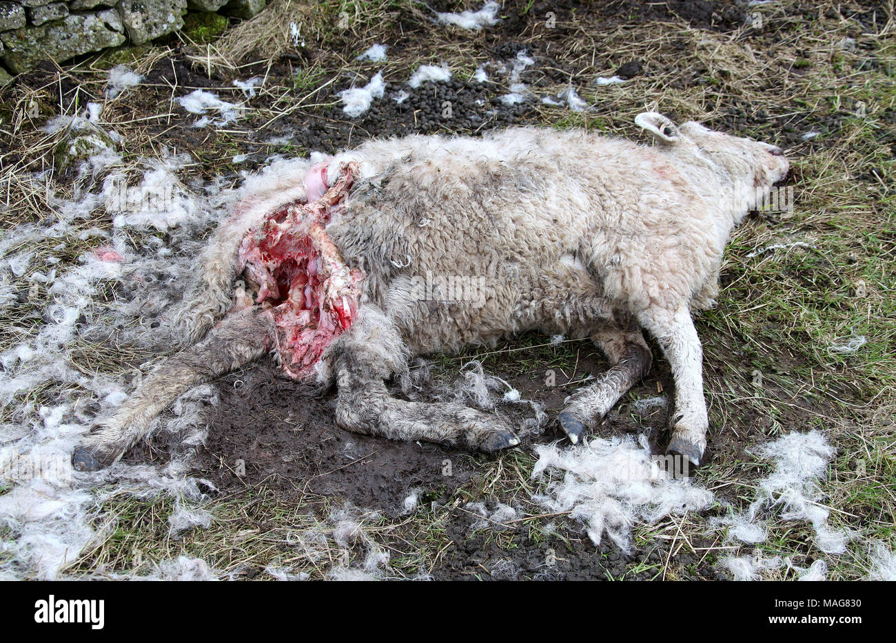 La predación de ovejas domésticas en Derbyshire Peak District National Park Foto de stock