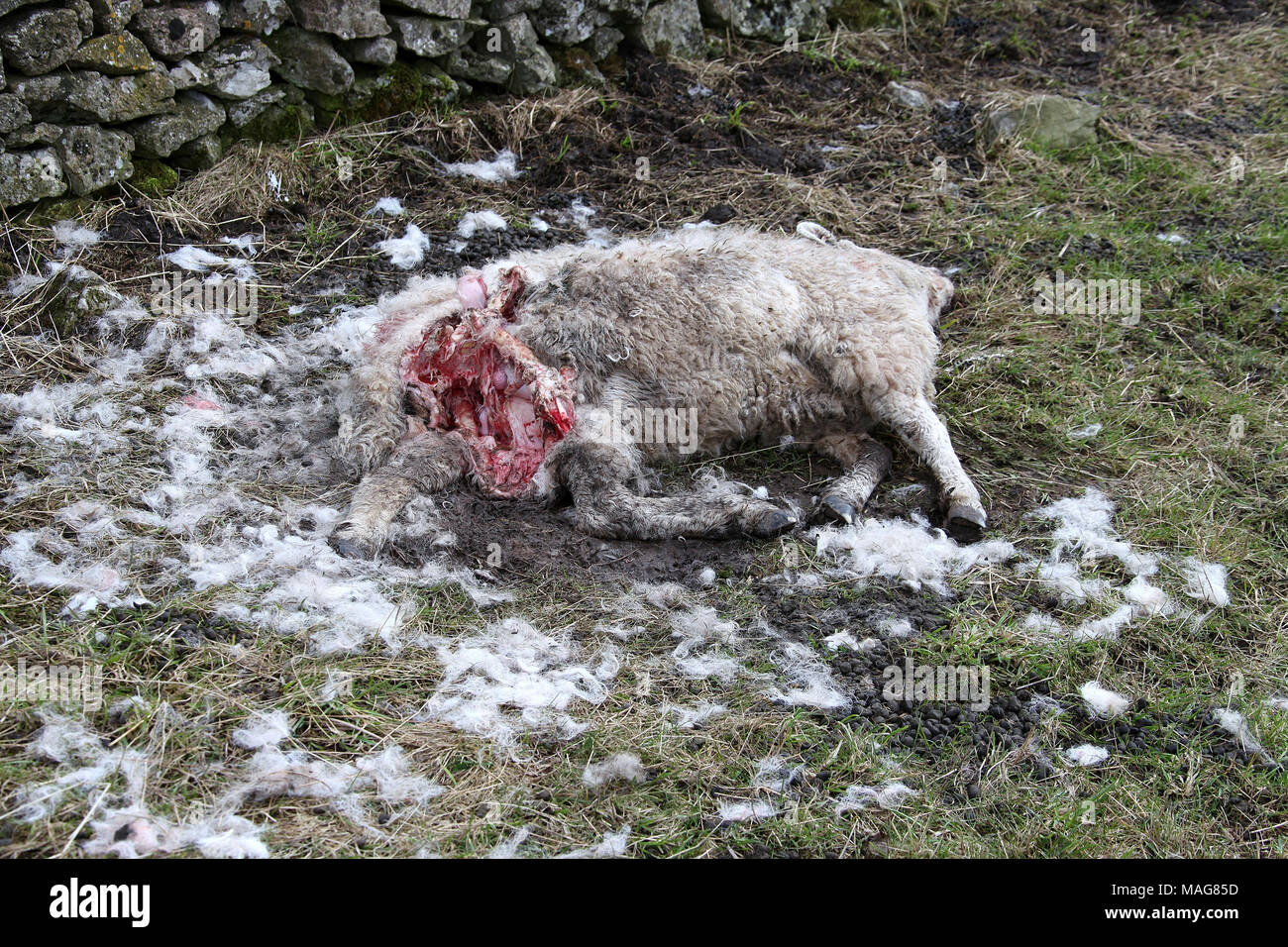 La predación de ovejas domésticas en Derbyshire Peak District National Park Foto de stock