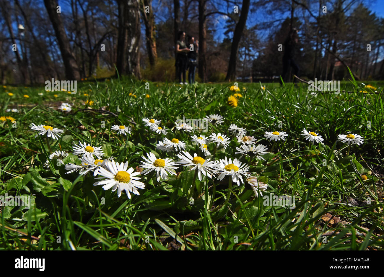 Novi Sad, Serbia. 2 abr, 2018. Primavera en el parque Futoski en Novi Sad Crédito: Nenad Mihajlovic/Alamy Live News Foto de stock