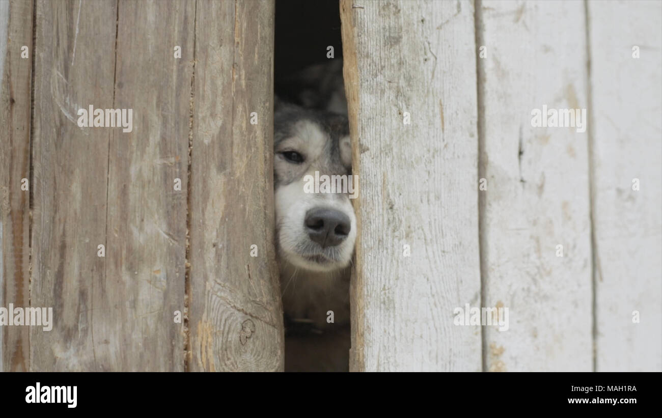 Perros viejos mirando a través de una valla. Vídeo. Tan triste y perro  blanco mirando a través del agujero en la valla de madera. Blanco y negro  bonitos perros mirando a través