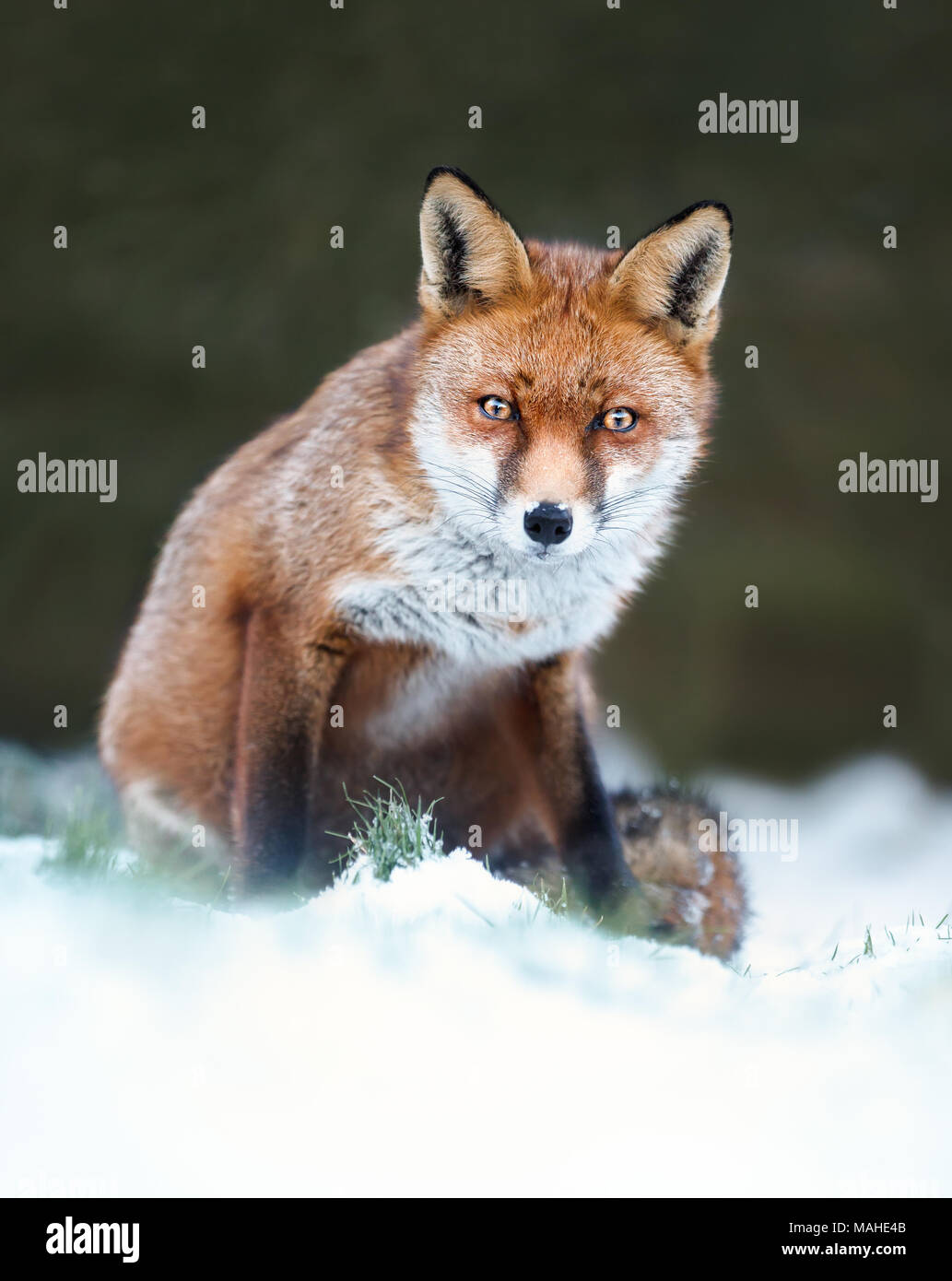 Close-up de un zorro rojo en la nieve, el invierno en el Reino Unido. Foto de stock