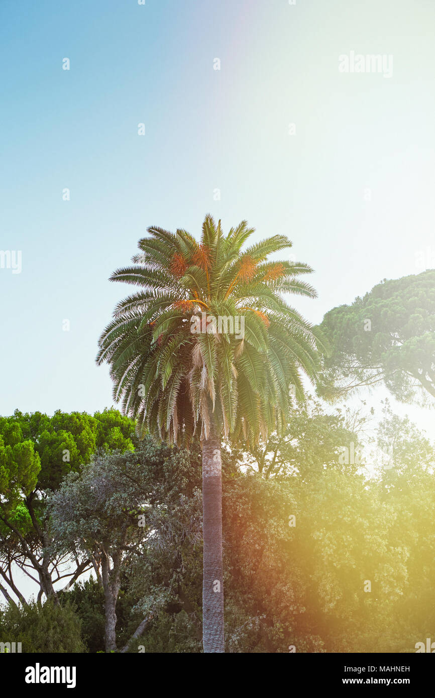 La palmera verde es fotografiado con el deflector lateral por el sol. El estado de ánimo de verano. Tiempo de vacaciones Foto de stock