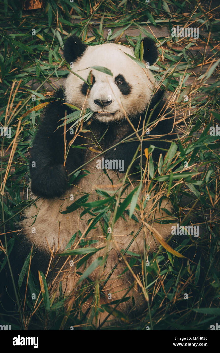 El centro de cría de panda gigante en Chengdu, China Foto de stock
