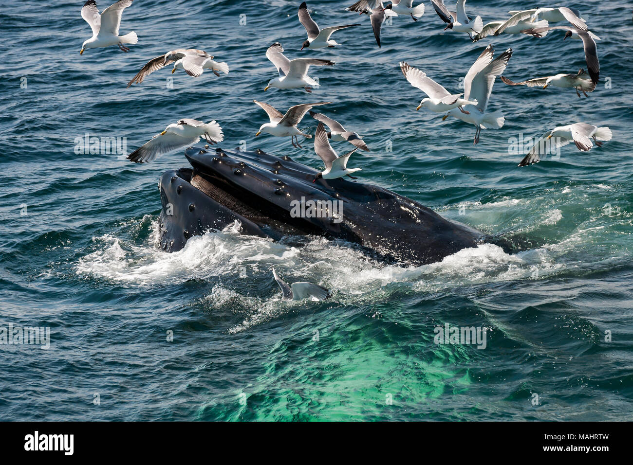 La ballena jorobada (Megaptera novaeangliae) Foto de stock