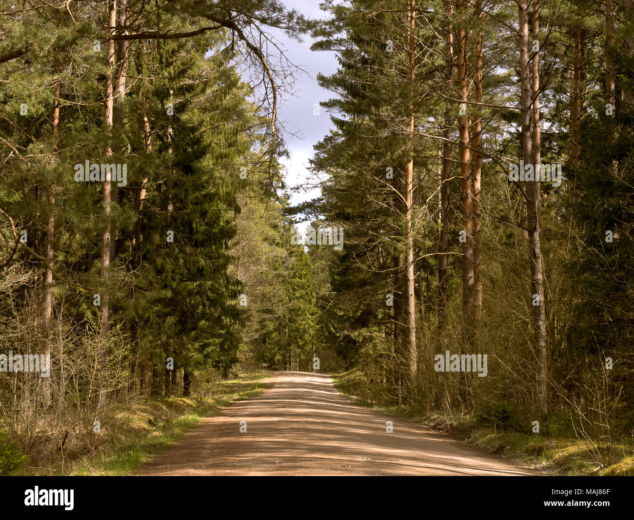 La carretera en un denso bosque, bosque denso, la espesura del bosque verde Foto de stock