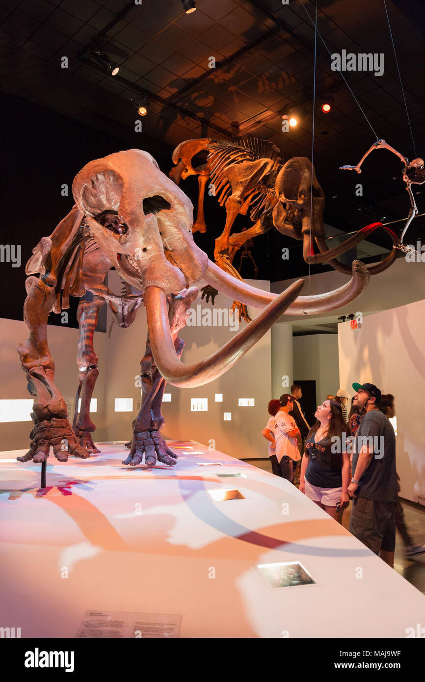 Las personas que estén viendo un esqueleto fósil de mamut, Museo de Historia Natural de Houston, Texas, EE.UU. Foto de stock