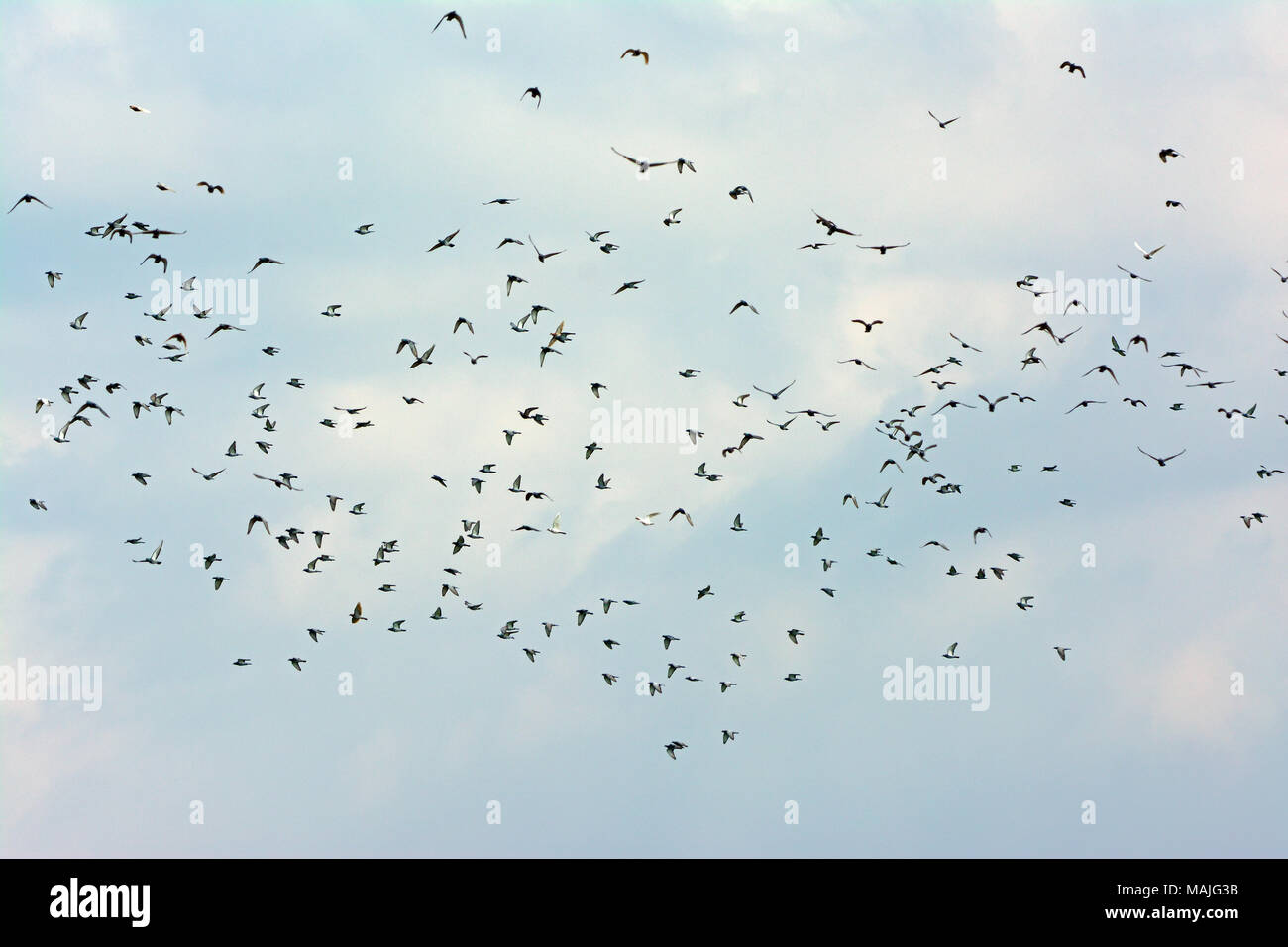Palomas gigantes fotografías e imágenes de alta resolución Alamy