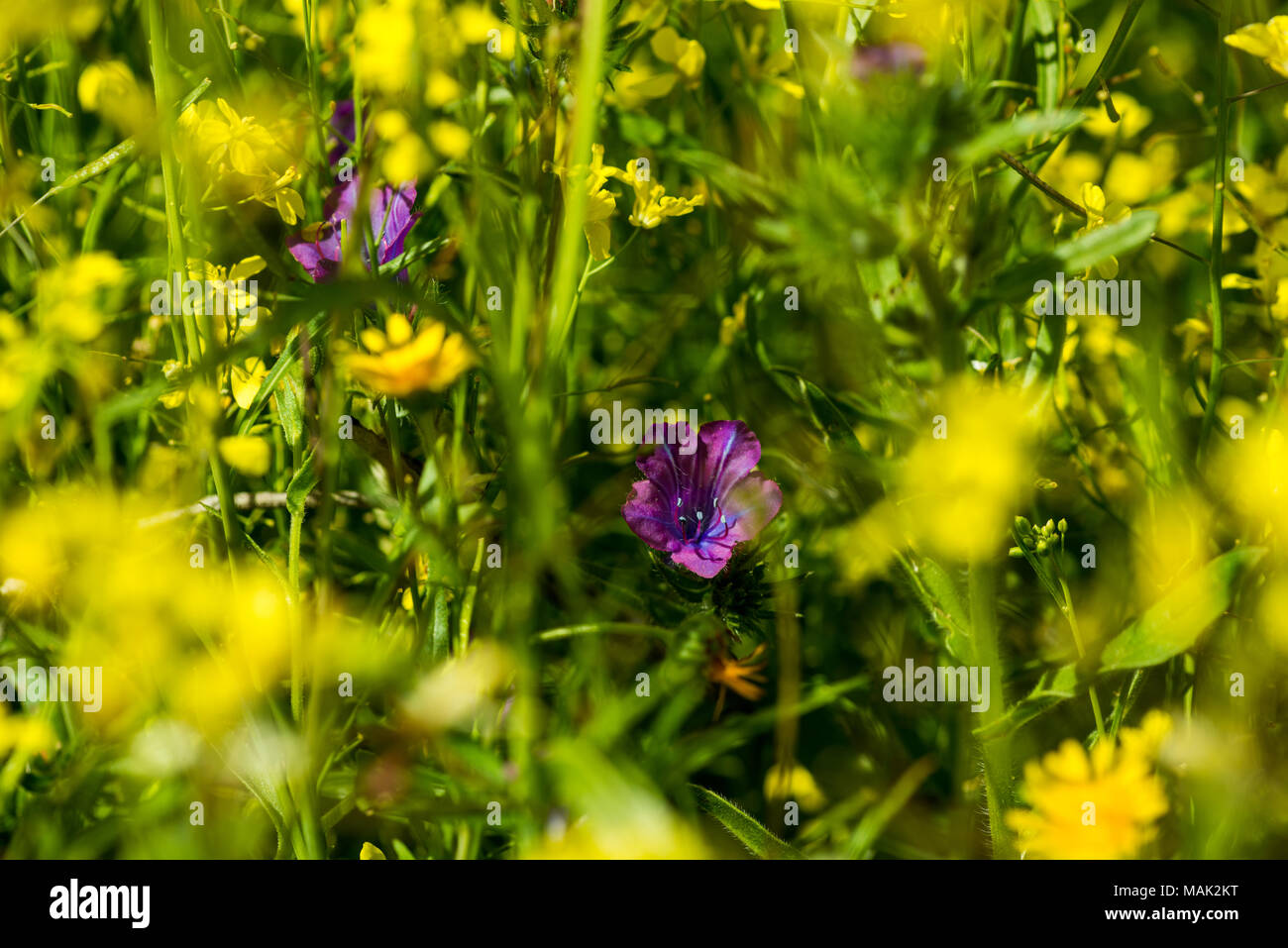 Una flor morada en los centros de un campo de flores silvestres de color amarillo después de las primeras lluvias de primavera en Extremadura, España Fotografía de stock - Alamy Una flor morada en los centros de un campo de flores silvestres de color amarillo después de las primeras lluvias de primavera en Extremadura, España Fotografía de stock - Alamy