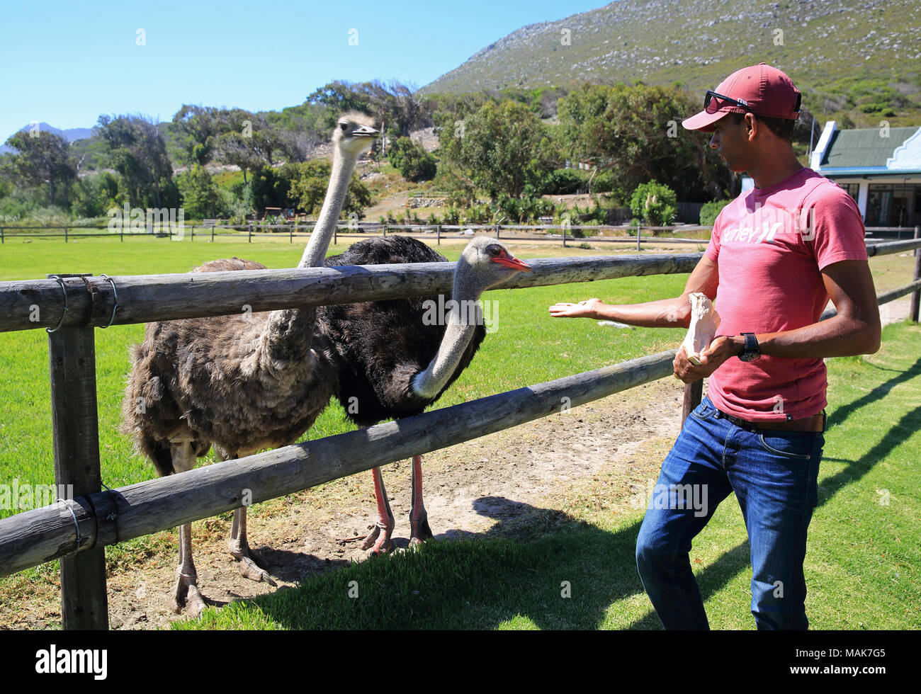 Un hombre alimentando un avestruz en Cape Point granja de avestruces Ranch, en Sudáfrica Foto de stock