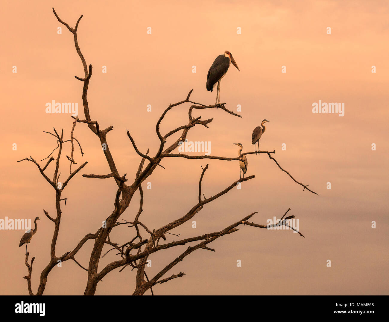Marabou Stork, Leptopilos crumifer y tres puntas negras, garzas Ardea melanocephala; Kruger NP, Sudáfrica Foto de stock