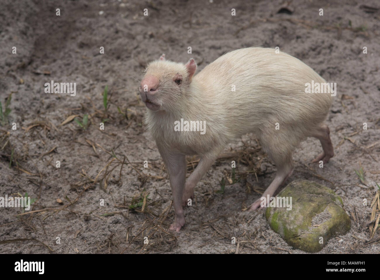 Un albino agouti desde San Martín, Perú. No es un animal salvaje, sino que se mantuvo en una conservación/centro de rescate. Foto de stock