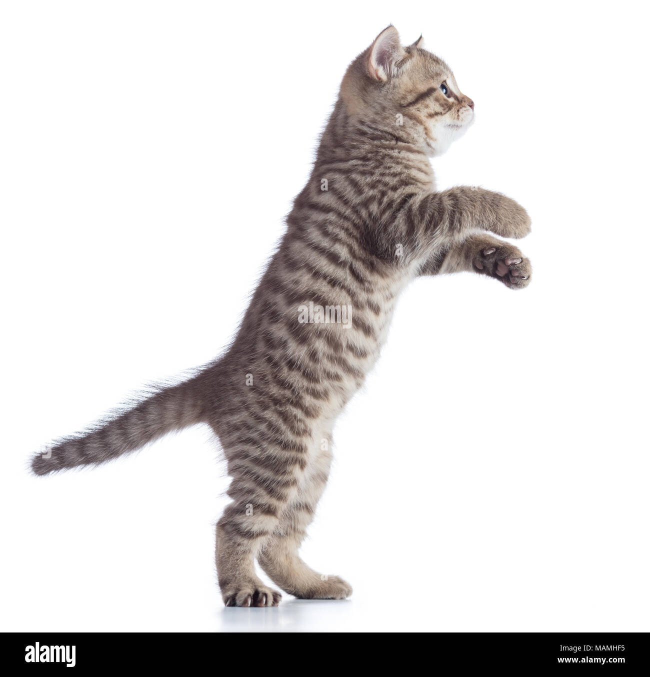 Gatito gato está de pie, vista lateral aislado sobre un fondo blanco  Fotografía de stock - Alamy