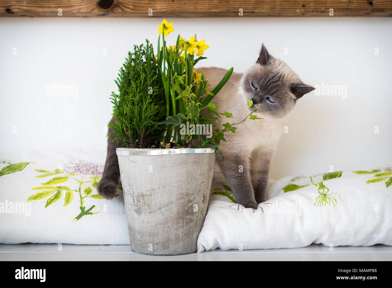 Lindo juguetón de ojos azules gatitos siameses sniffing macetas con flores  de primavera. Adoptar una mascota para la vida, el concepto Fotografía de  stock - Alamy