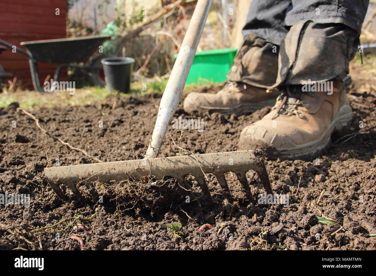 Jardinero jefe de nivel utiliza el rastrillo para romper el suelo y quitar las malas hierbas en una cama vegetal antes de la siembra, a comienzos de la primavera, REINO UNIDO Foto de stock