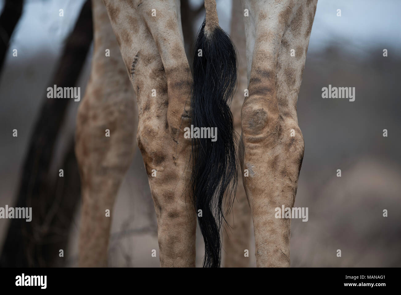 Cerca de la cola y patas traseras de una jirafa Foto de stock