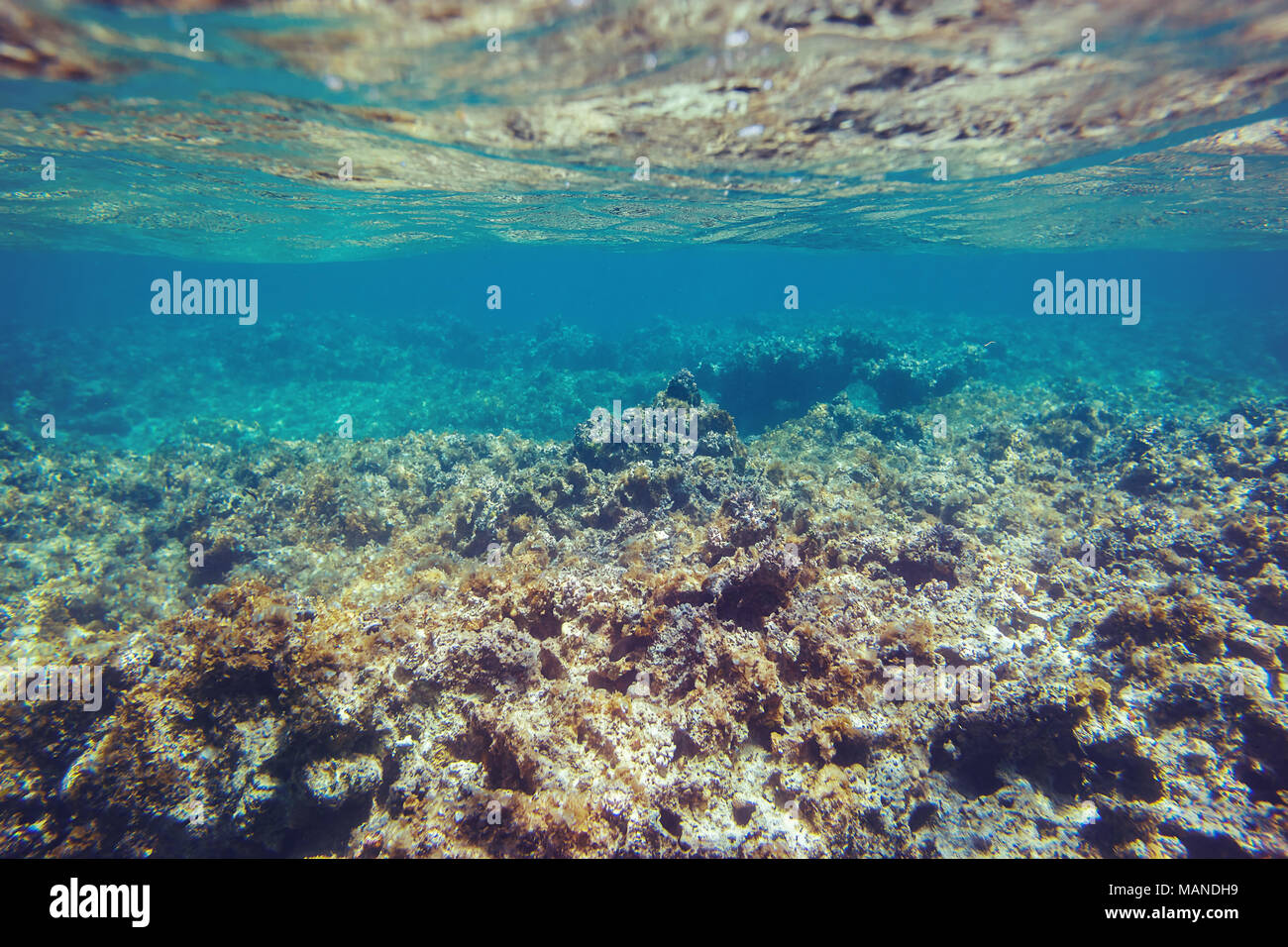 Vista de los fondos marinos, arrecifes de coral submarinos en el mar Caribe Foto de stock