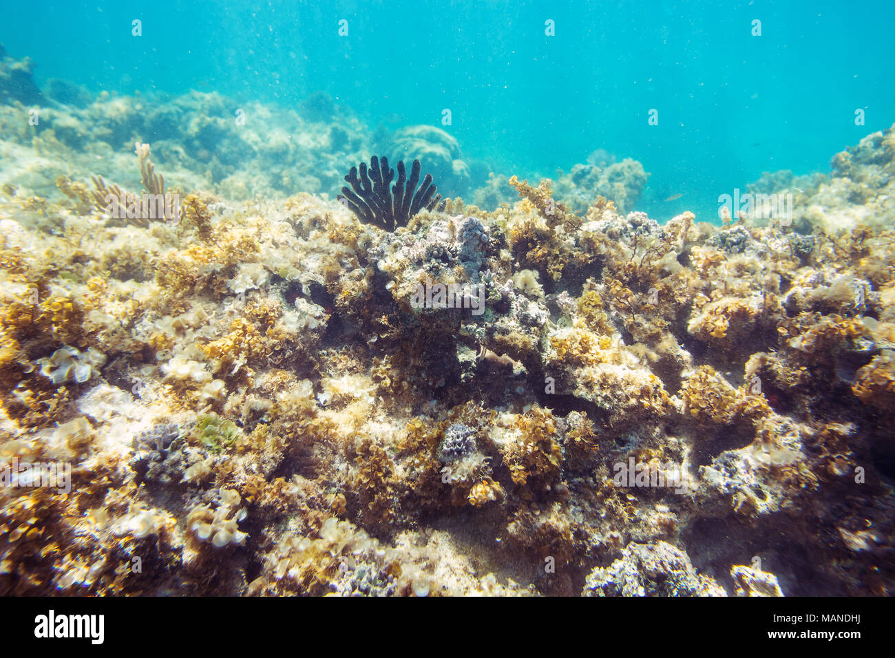 Arrecifes de coral submarinos, los fondos marinos con vista horizonte dividido por la superficie del agua y la línea de flotación Foto de stock
