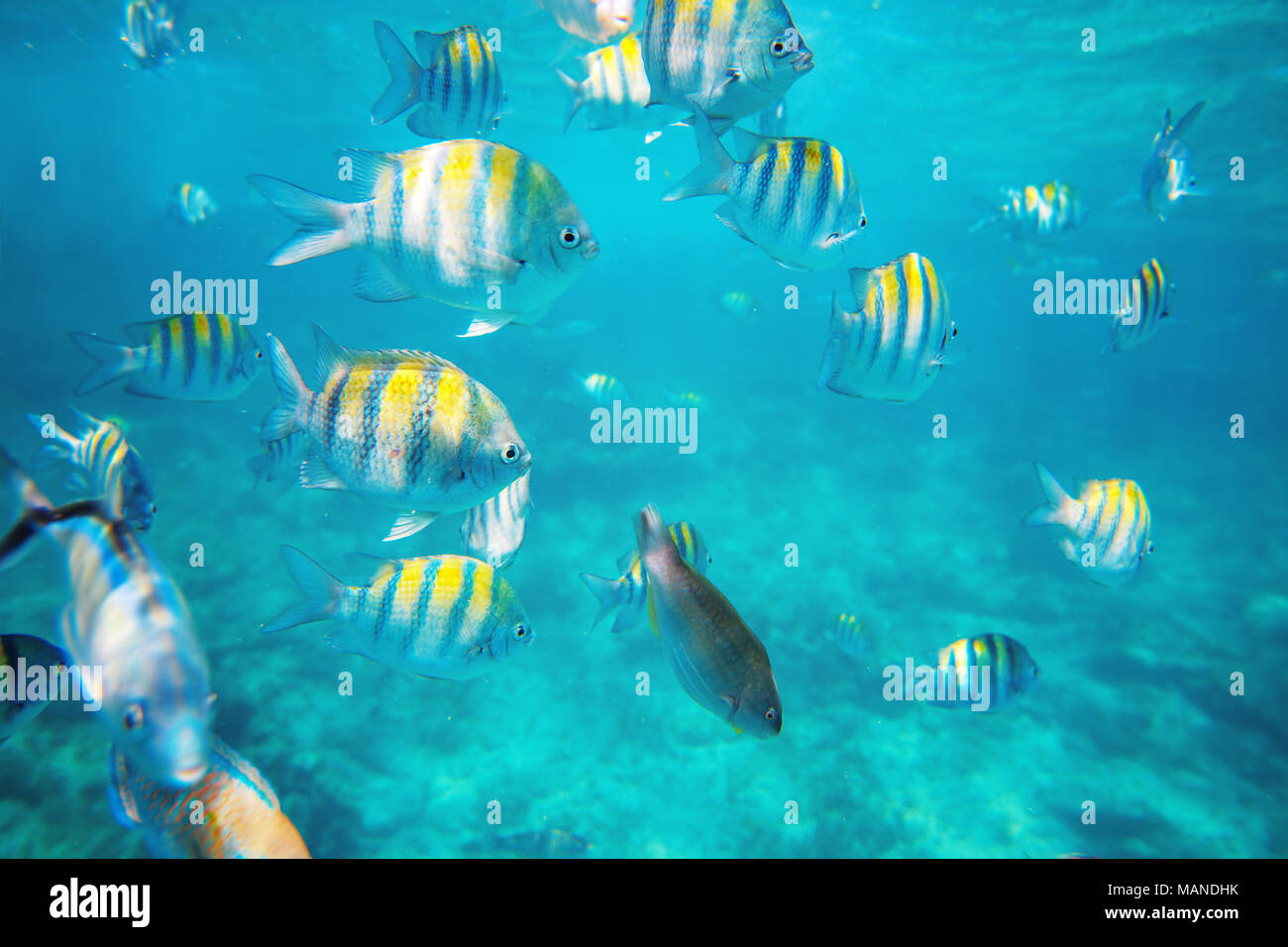Foto de un pez tropical en un arrecife de coral Foto de stock