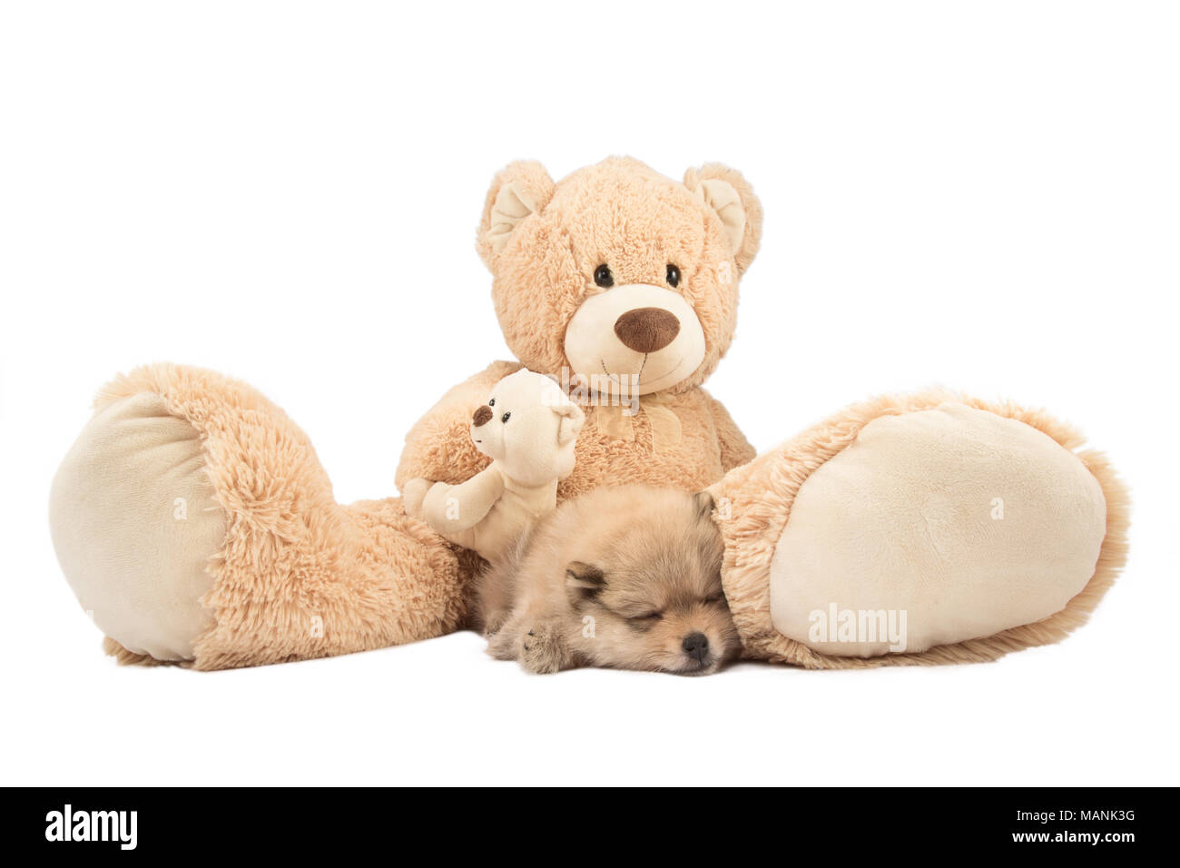 Concepto de amistad. Pequeño Perro Pomerania y Teddy bear aislado sobre fondo blanco. Foto de stock