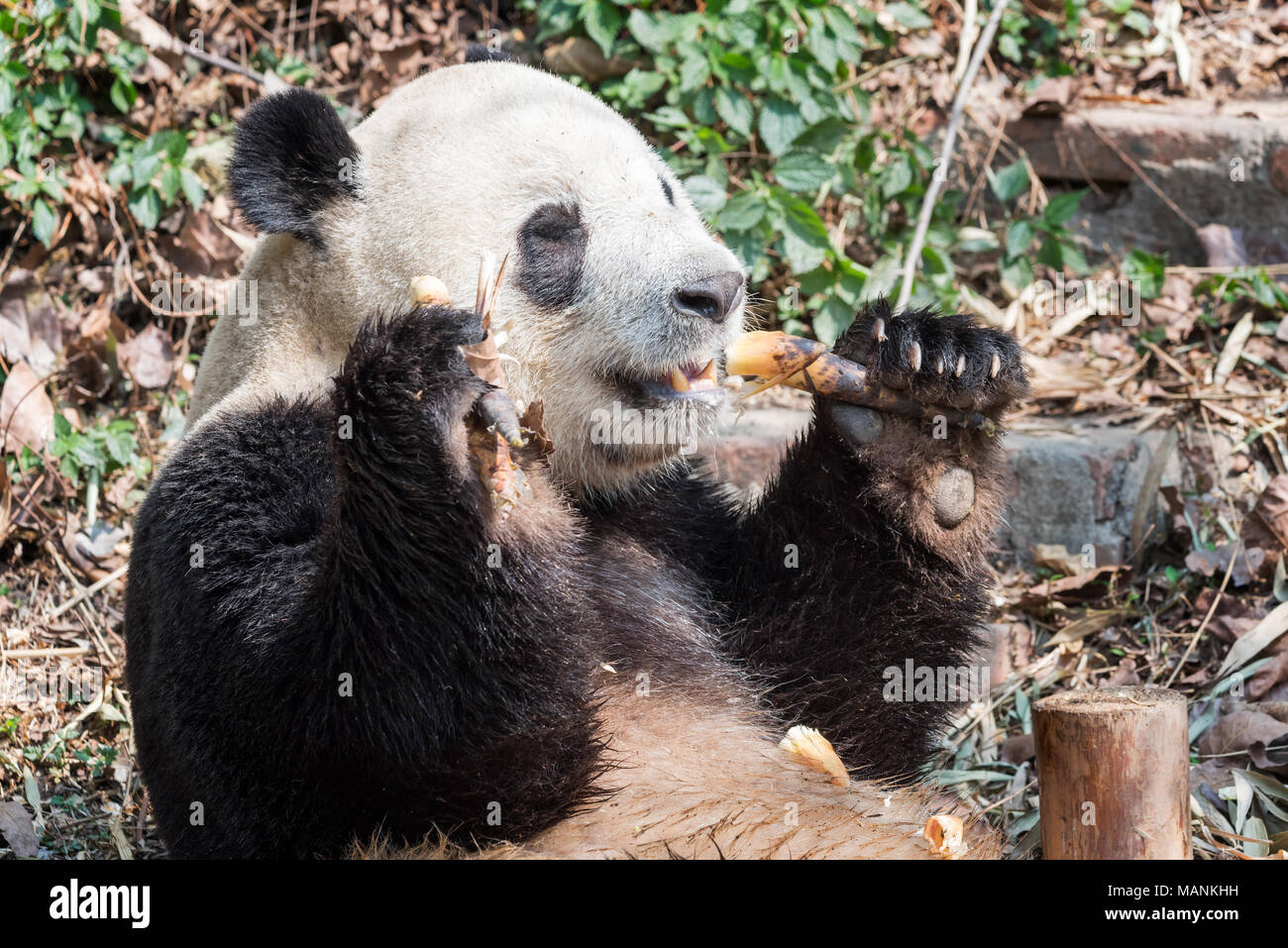 Panda gigante comiendo bambú closeup, Chengdu, China Foto de stock