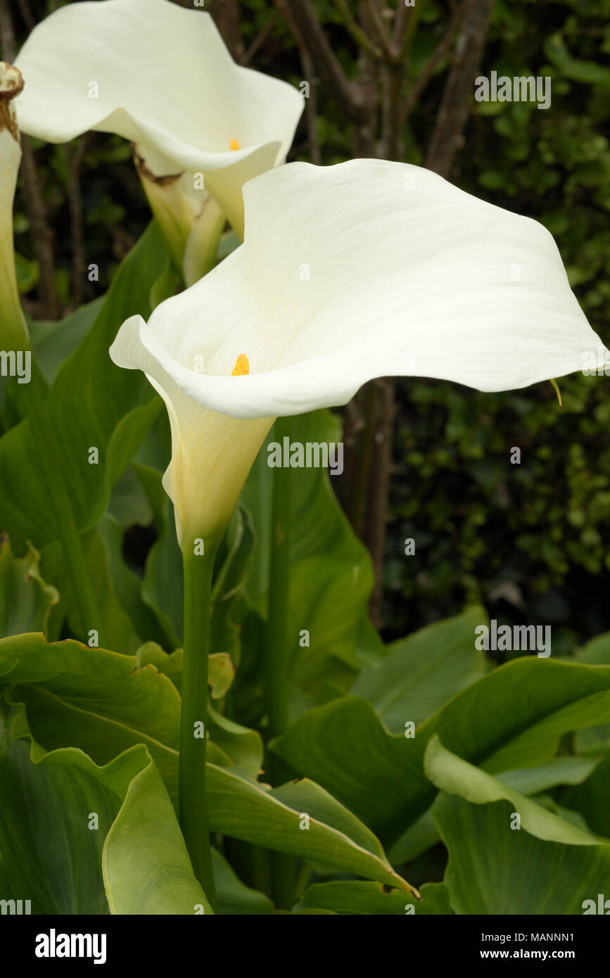 Altar-lily, Zantedeschia aethiopica Foto de stock