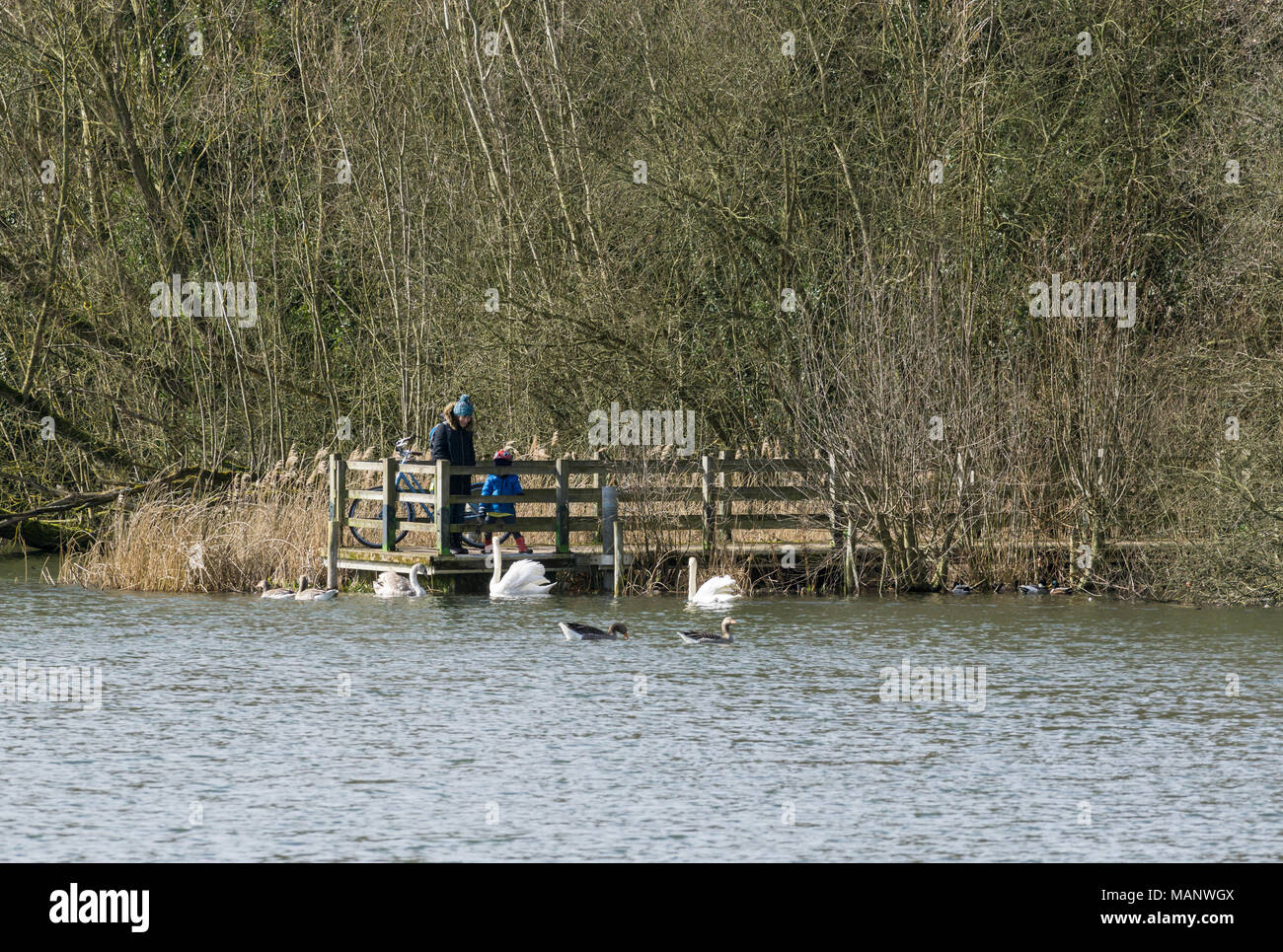 Observar a la gente en el lago de los cisnes de silencio desde el embarcadero Foto de stock