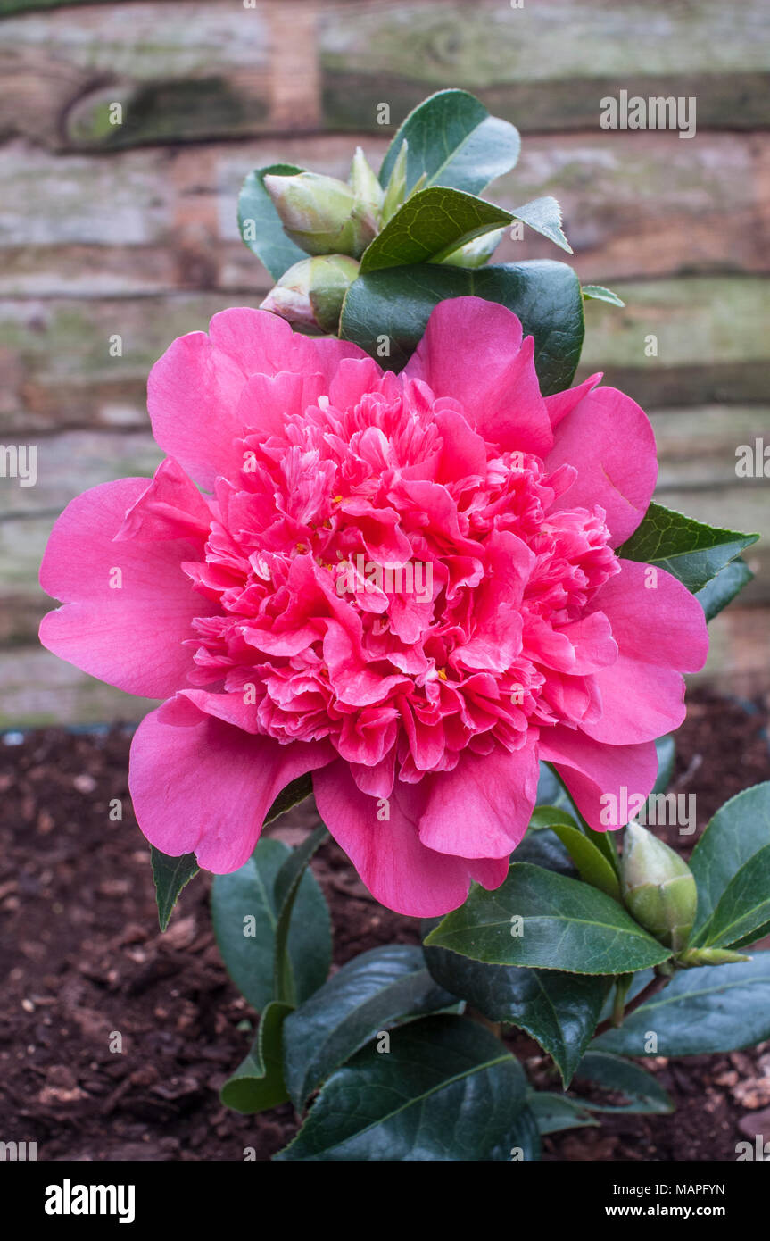 Imagen de Camellia peonía flor de forma totalmente abierta. Foto de stock