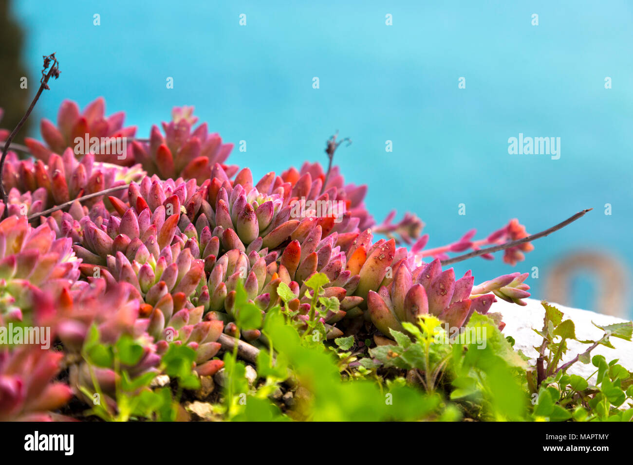 Rosa Sedeveria ruby de plantas suculentas crecen al aire libre con el mar de fondo, Praiano, en la costa de Amalfi, Italia Foto de stock