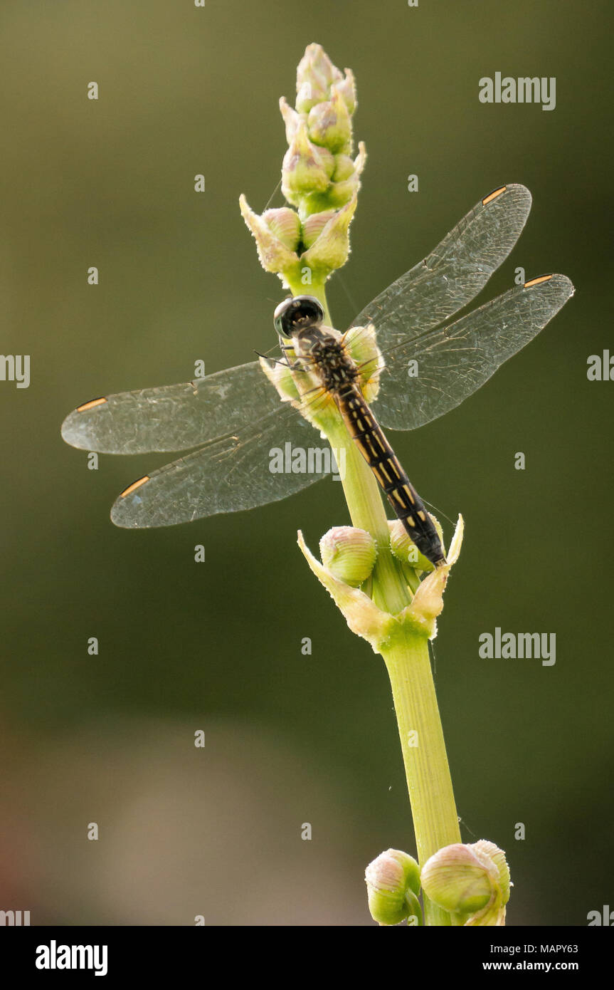 Cerca de una libélula encaramado sobre una planta de tallo Foto de stock