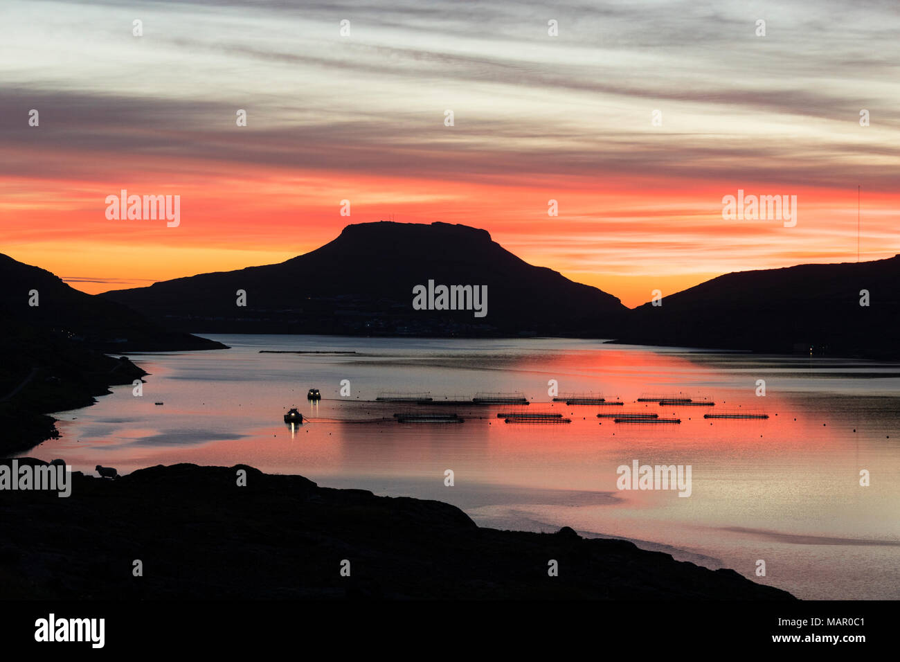 Tanques de bacalao en el mar al amanecer, Eidi, Nordskali fjord, Isla  Eysturoy, Islas Feroe, Dinamarca, Europa Fotografía de stock - Alamy