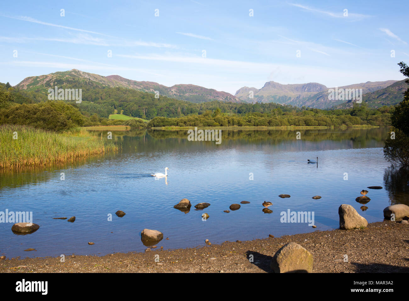 Río Brathay Elter, agua, Lake District, Sitio del Patrimonio Mundial de la UNESCO, Cumbria, Inglaterra, Reino Unido, Europa Foto de stock