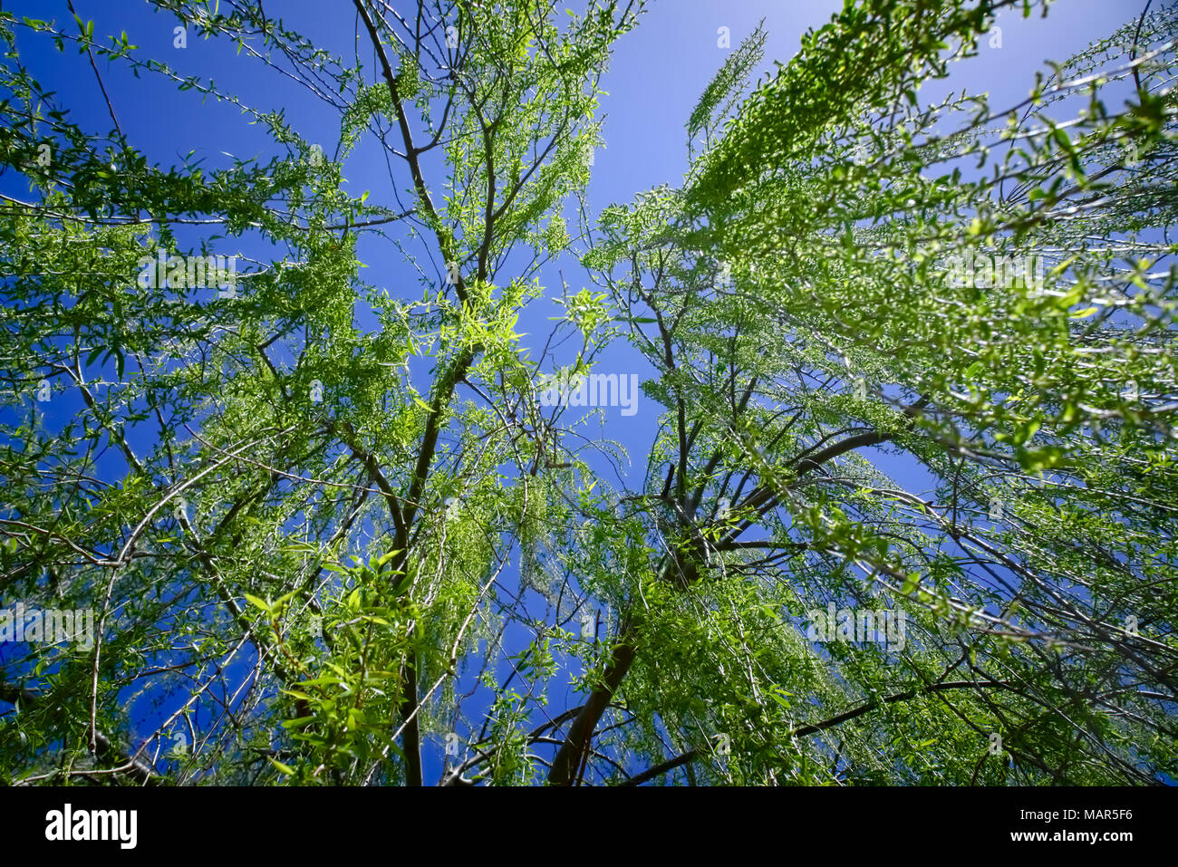 Salix babylonica, Babilonia Sauce, sauce llorón, en la luz del día