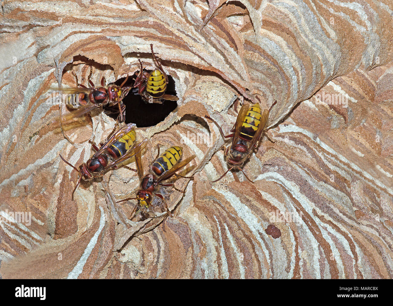 Unión Hornet, Brown Hornet (Vespa crabro). Varios individuos en la entrada al nido. Alemania Foto de stock