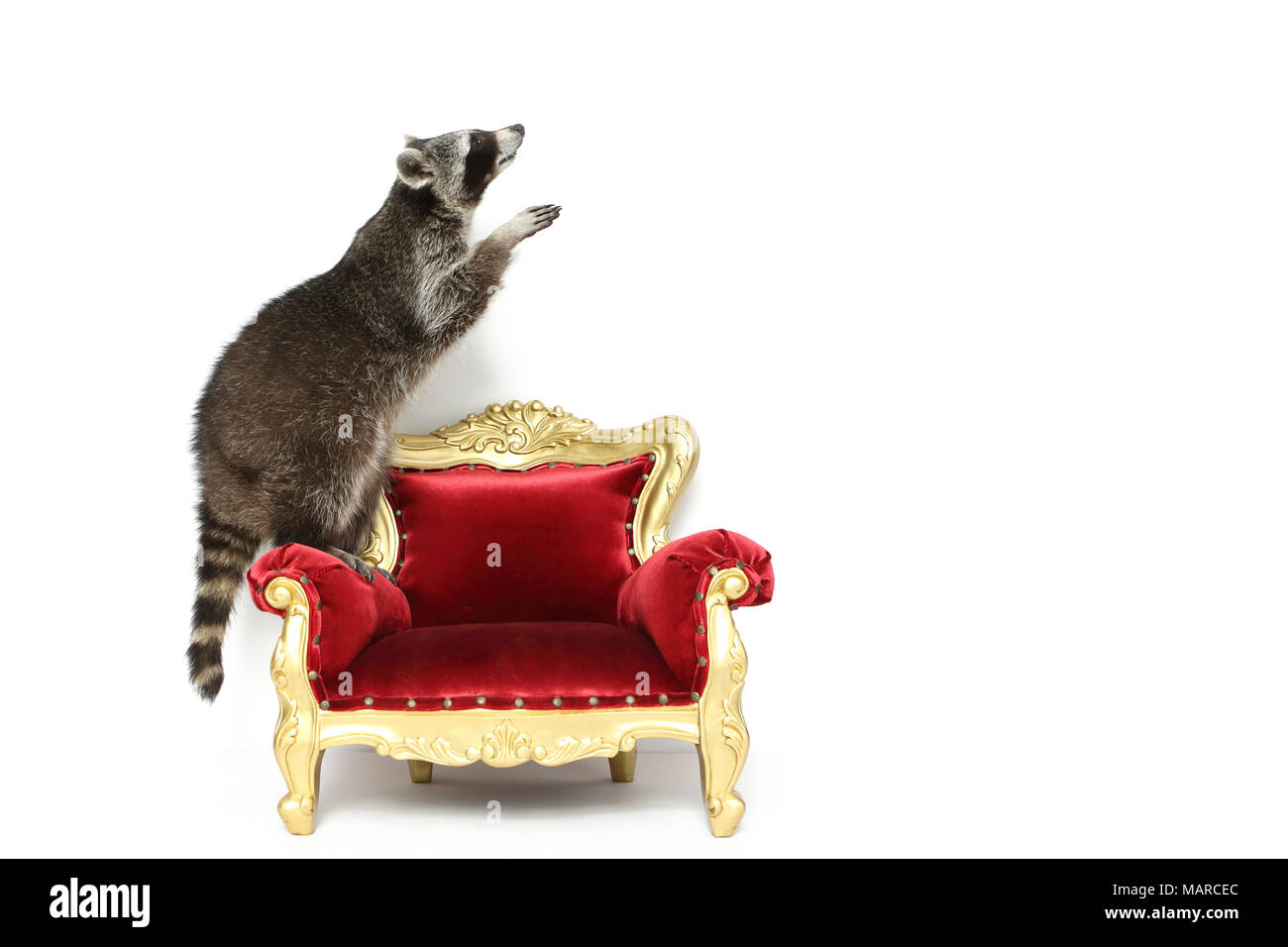 Mapache (Procyon lotor). Adulto de pie sobre un sillón barroco. Studio picture contra un fondo blanco. Alemania Foto de stock
