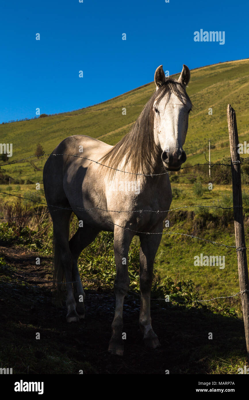 Hermoso caballo blanco en el campo con el cielo azul, mirando al fotógrafo Foto de stock