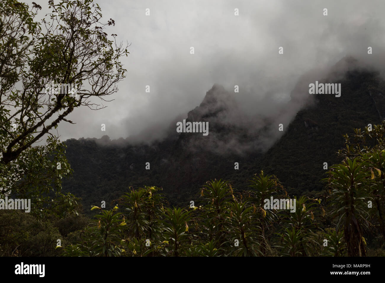 Bosque nublado en las estribaciones de la cordillera Oriental Ecuatoriana Foto de stock