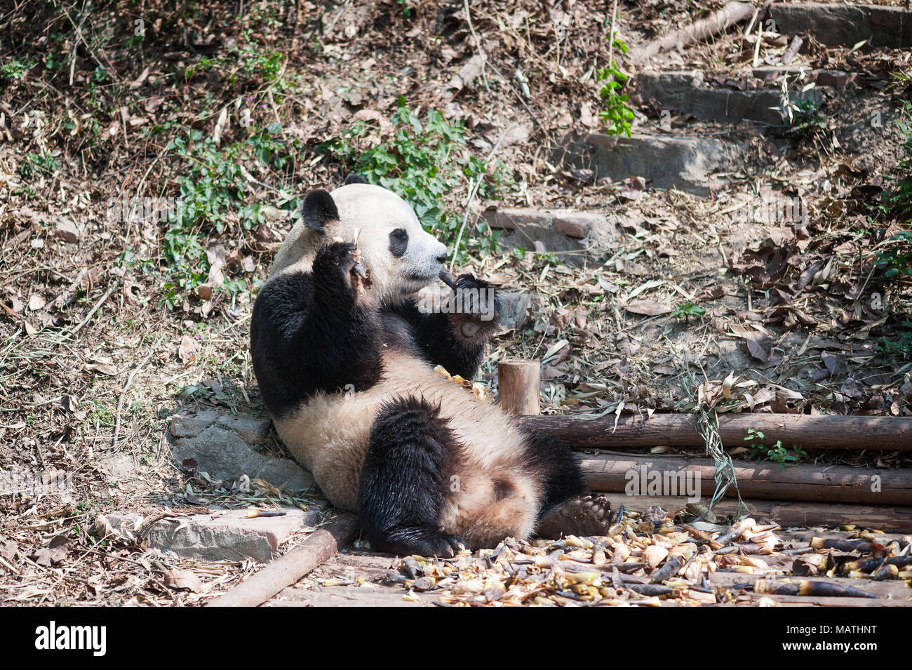 El panda gigante de sentarse y comer bambú, Chengdu, China Foto de stock