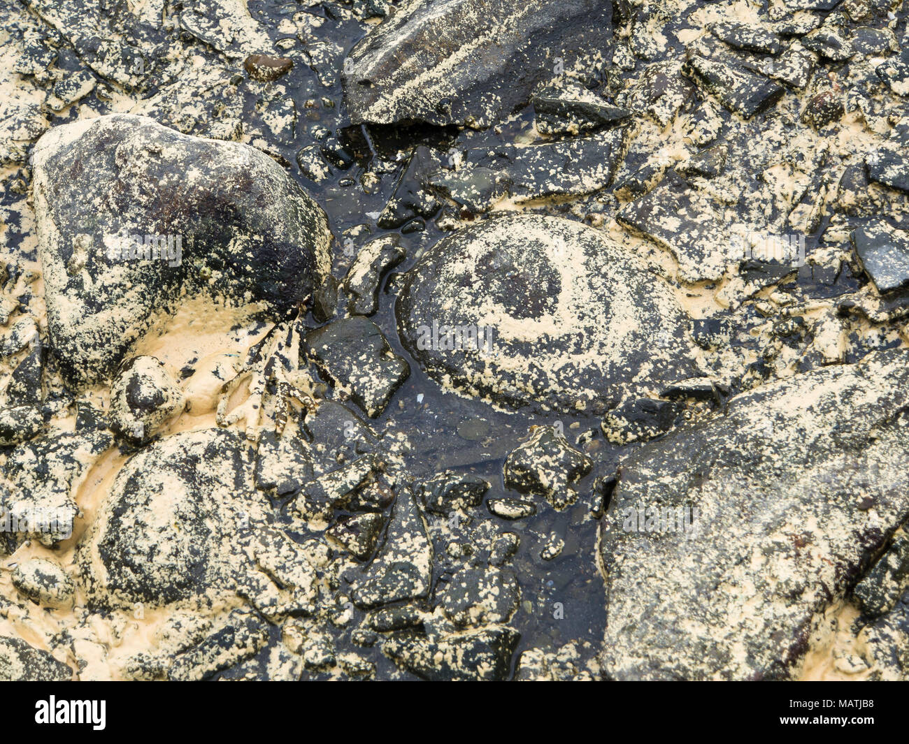 Las piedras y la arena de algas marinas en la costa del fiordo de Oslo en Noruega cubierto con granos de polen de los bosques circundantes, creando patrones abstractos Foto de stock