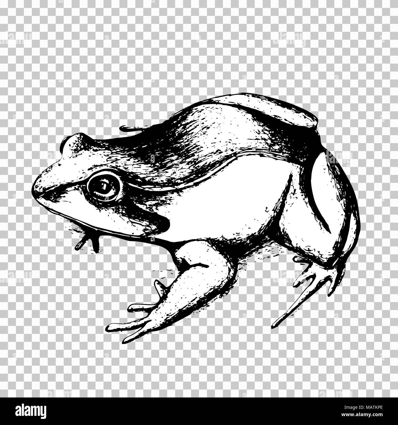 Dibujo a mano de rana, animal boceto en negro sobre un fondo transparente. Ilustración vectorial Ilustración del Vector