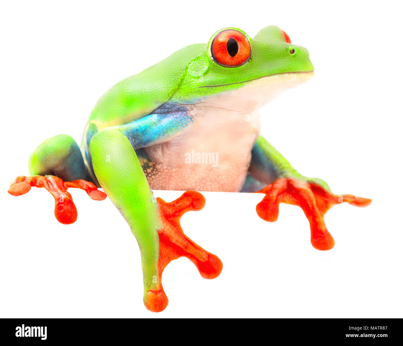 Red eyed Tree Frog mono desde el bosque tropical de Costa Rica y Panamá. Un curioso animal divertido con vibrantes ojos mirando más aislado en un Foto de stock