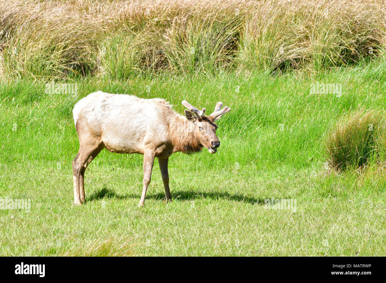 Tule Elk Tomale Elks en reserva Foto de stock