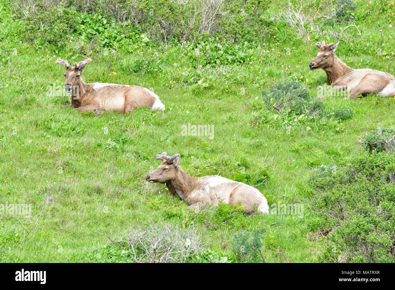 Tule Elk Tomale Elks en reserva Foto de stock